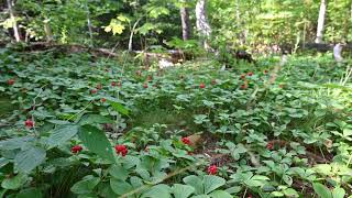 Cornus canadensis Bunchberry in Halifax [upl. by Euginimod]