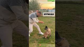 🔥 Special Dog Training dog germanshepherd dogtraining belgianmalinoisdog malinois [upl. by Ashlin558]