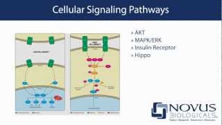 Novus Biologicals Your source for cell signaling research [upl. by Zolnay587]