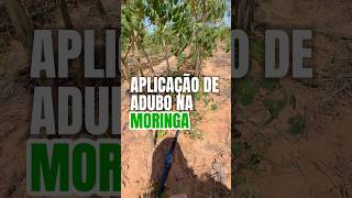 Aplicação de ureia na moringa moringa moringaoleifera sememtesdemoringa jojomoringa vaquejada [upl. by Euqirat]