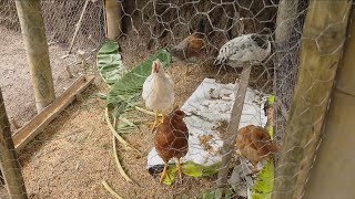 Pequeña producción de gallinas criollas  La Finca de Hoy [upl. by Crofoot]