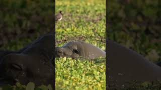 Hippo roll Masai Mara Kenya [upl. by Rusert]