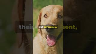 Dog Facts Did You Know – Dogs Sensitive Whiskers [upl. by Emoraj790]