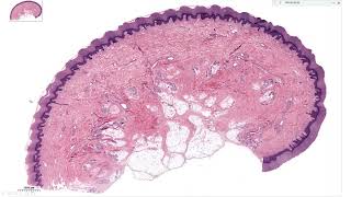 Histology  Fibrous Connective Tissue [upl. by Minor]