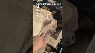 Compartmentalization of decay in trees CODIT in this bay log I sawed  milling codit [upl. by Ahsienod697]