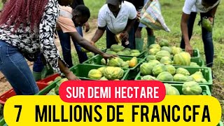 7 millions fcfa sur 12 ha millionaire afrique agriculture [upl. by Auqenes]