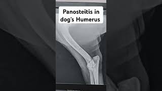 Panosteitis in a dogpanosteitis in humerus boneinflammation of bone and medullary cavity [upl. by Enirtak181]