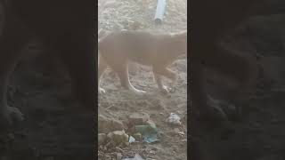 BABY 🍼Dogs Video 🐕viral dogs babydogs [upl. by Kennie]