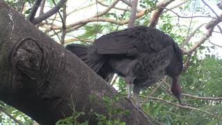 MegapodesDr Roms Bird Sanctuary in Aug 2022 [upl. by Abert]