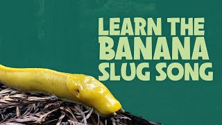 Learn the Banana Slug Song [upl. by Tunnell]