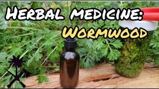 Herbal Medicine Wormwood and How to Use It [upl. by Brozak]