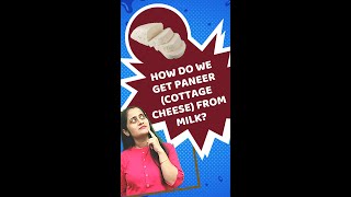 How do we get paneer from milk  Curdling of milk  LearnoHub Science Shots shorts YTshorts [upl. by Aggy]