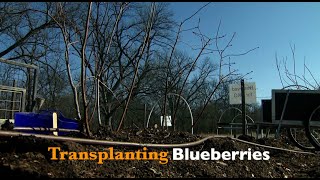 Transplanting Blueberries [upl. by Sletten499]