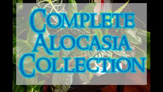 My Complete Collection of Rare Alocasia [upl. by Nosmoht]