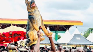 DORMAAHENE amp DORMAAHEMAA arrive in Sunyani for Meko Bono Festival 2023 🔥🐕 Aduana Piesie [upl. by Atidnan202]