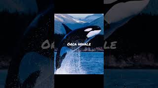 What An Orca Whale Sounds Like [upl. by Homovec]