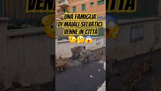 Una famiglia di maiali selvatici venne in cittàshorts viralvideo youtube foryoufunnyhumorfyp [upl. by Neehcas]