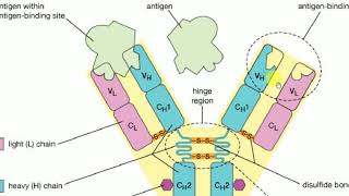 Microbiology  3  IMM  ANTIBODIES Immunology [upl. by Nnyled795]