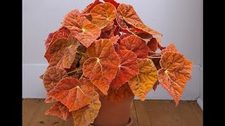 Begonia Autumn Ember ppaf [upl. by Atteloj92]