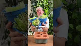 IKEA Selbstbewässerungstöpfe aus der DAKSJUS Garten Kollektion ikea shorts plants haul [upl. by Nidia914]