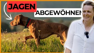 Hund das Jagen abgewöhnen  So einfach gehts [upl. by Aisinut]