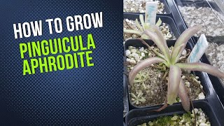 How to Grow and Propagate Pinguicula Aphrodite Carnivorous Plant Grow Guide [upl. by Par706]