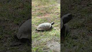 Large Gopher Tortoise Crawls with Powerful Front Legs at River Woods Park Oviedo Florida [upl. by Asyle]