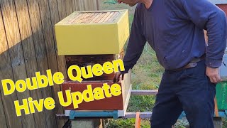 Beekeeping in Transition Navigating the Shift from Double Queen to Single Queen [upl. by Nashner188]