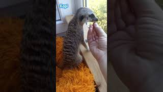 🐾 Kapi quotYuck gross Take it away from mequot The meerkat refuses dry food 😂 meerkat funnyanimals [upl. by Cheney]