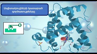 Սպիտակուցների ֆունկցիաները [upl. by Dougie]