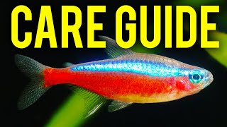 Cardinal Tetra Care Guide  How to Tell Cardinal Tetras amp Neon Tetras Apart [upl. by Lazaruk]