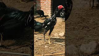 Long hight aseel basheer purbana bloodline aseelmurga pets chickens [upl. by Bromleigh]