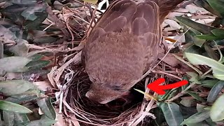 Yellowvented bulbul Mother bird appears injuredbirds [upl. by Giarg]