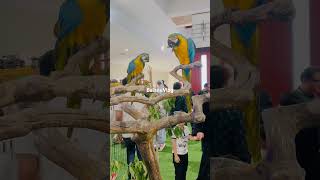 Beautiful Macaw parrots Pets feeding [upl. by Atinad]