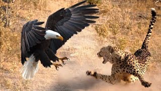 The Most Amazing Eagle Attacks Ever Caught on Camera [upl. by Morena938]