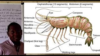 Phylum Arthropoda [upl. by Anyat]