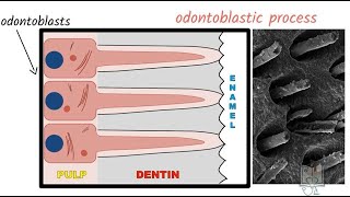 Structure of Dentin [upl. by Kinson]