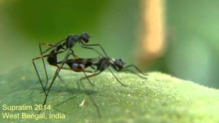 Fly mating Stilt legged fly Micropezidae  Insect Behavior video insects love [upl. by Clayberg135]