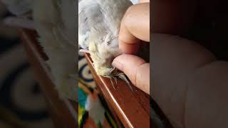 Preening my cute cockatiel cucus pin feathers 🪶 cockatiel cockatoos birds parrot viralshorts [upl. by Nadean187]