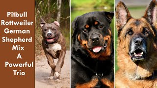 Pitbull Rottweiler German Shepherd Mix A Powerful Trio [upl. by Mendel]