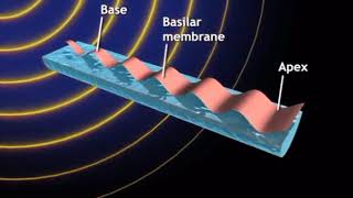 Sensory coding of pitch Basilar membrane frequency response [upl. by Zetneuq752]