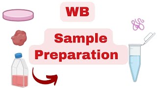 🛑 WESTERN BLOT MASTERY Complete Guide to SAMPLE PREPARATION [upl. by Butterworth]