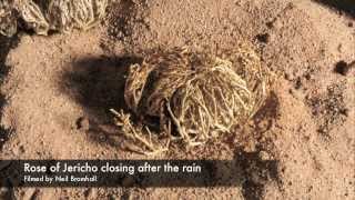 Life cycle Rose of Jericho resurrection plant time lapse [upl. by Aisset]