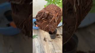 China dollrepotting song bollywood trending viralvideo nature plants gardening shorts [upl. by Peirce]