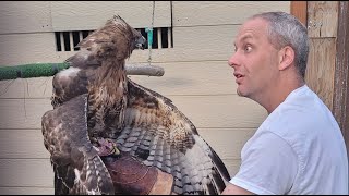 Falconry Training RedTailed Hawk VS Turkey  Turkey Training Step 2 [upl. by Airdni]