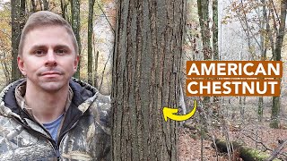 Finding A DecentSized American Chestnut Tree [upl. by Acinyt]