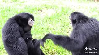 Siamang apes go wild [upl. by Lasiaf]