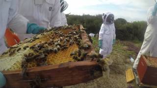 Ile de Groix Abeilles noires Animation de lAsanGx [upl. by Ekaterina]