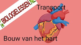 Bouw van het hart en de bloedsomloop deel1 [upl. by Keverne]