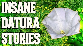 Insane Datura Stories [upl. by Amata]